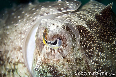 An isolated close up colorful squid cuttlefish underwater with big eye macro in Borneo, Malesya