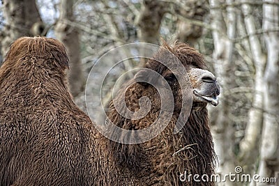 Isolated Dromedar Camel sitting near Bedouin Oasis
