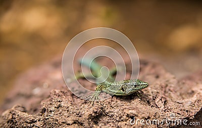 Isolated green lizard