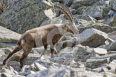 Isolated ibex deer long horn sheep Steinbock