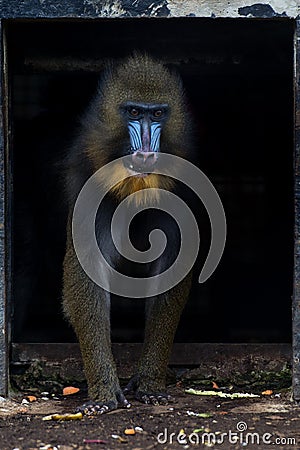 Isolated Mandrill Monkey portrait