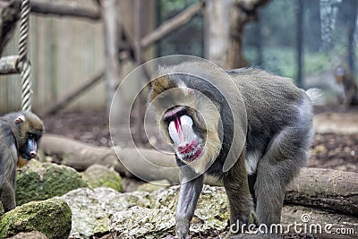 Isolated Mandrill Monkey portrait