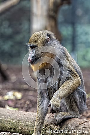 Isolated Mandrill Monkey portrait