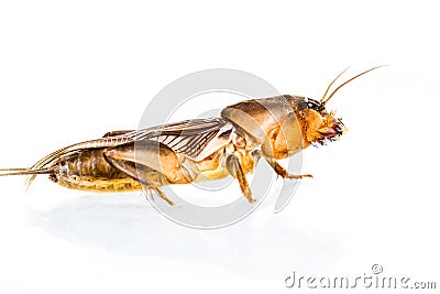 Isolated Mole Cricket