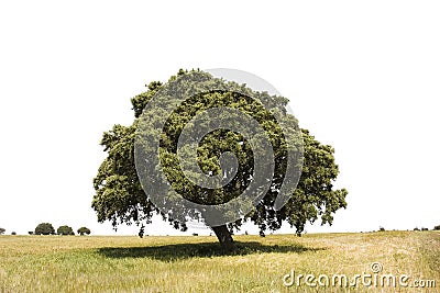 Isolated oak tree
