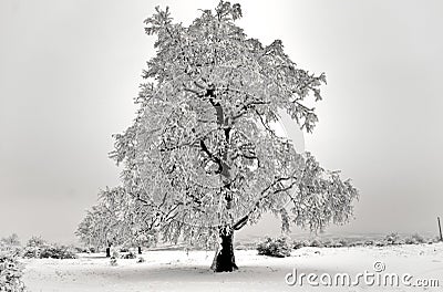 Isolated Tree in winter