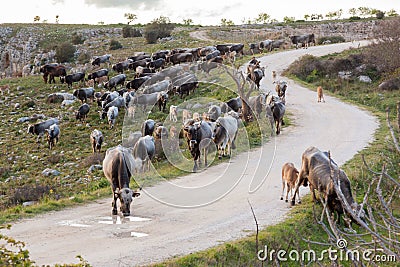 Italian Cow Herd