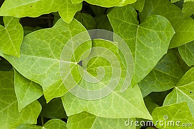 Ivy green leaves