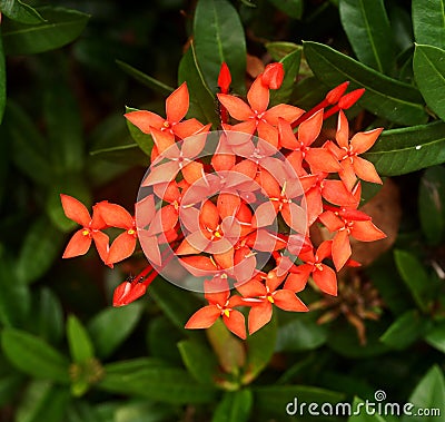 Ixoras, lovely small tiny flowers