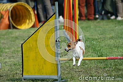 Jack russel and dog agility