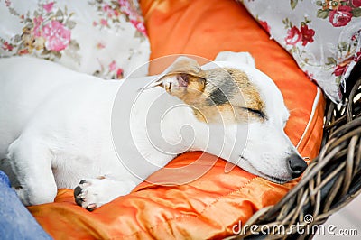 Jack russell dog sleeping