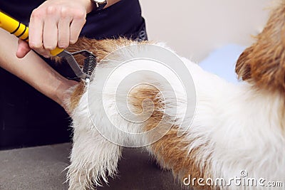 Jack Russell Terrier getting his hair cut