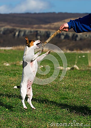 Jack russell terrier jumping