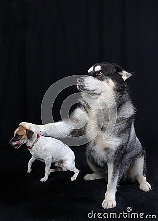 Jack Russell Terrier and Large Dog