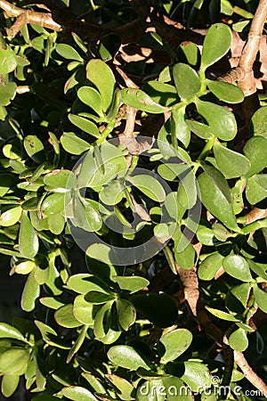 Jade Plant detail