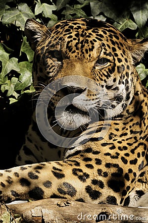 Jaguar