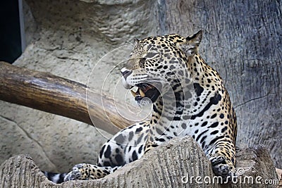 Jaguar