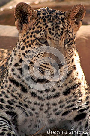 Jaguar Cub