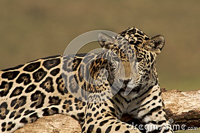 Jaguar Cub