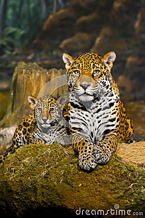 Jaguar Cubs