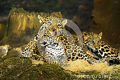 Jaguar Cubs