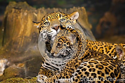 Jaguar Cubs