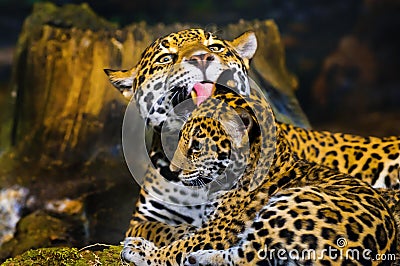 Jaguar Cubs