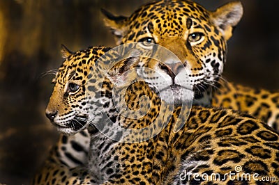 Jaguar Cubs