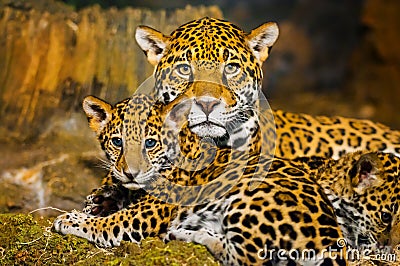 Jaguar Cubs