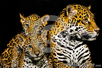 Jaguar Cubs