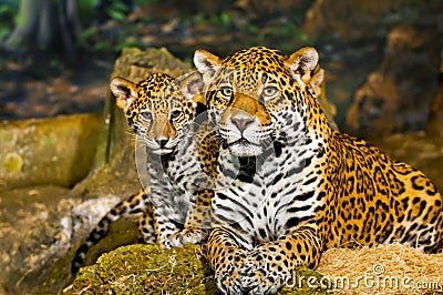 Jaguar Cubs