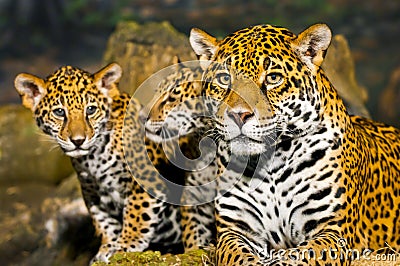 Jaguar Cubs