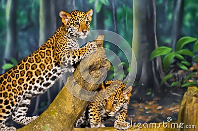 Jaguar Cubs