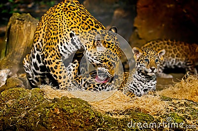 Jaguar Cubs