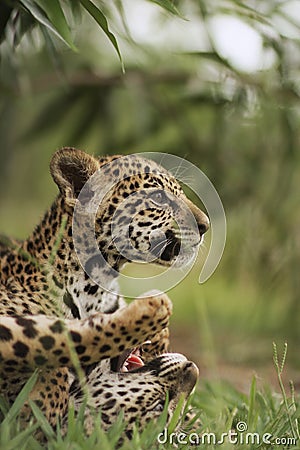 Jaguar cubs in grass