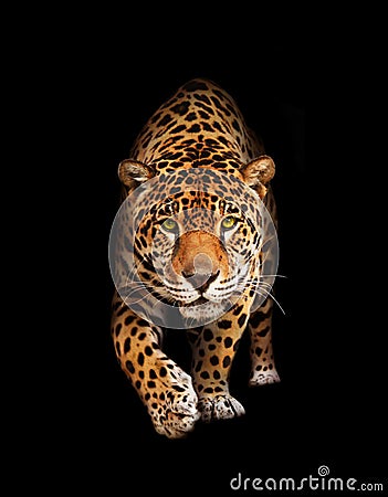 Jaguar in darkness - front view, isolated