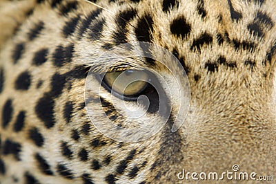 Jaguar Eye