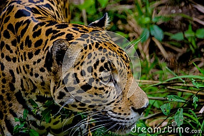 Jaguar face closeup