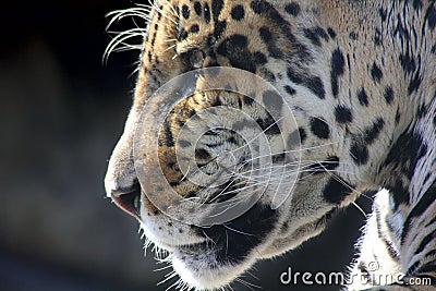Jaguar. Hidden anger.