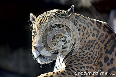 Jaguar. Hidden anger.