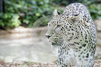 Jaguar Leopard Chetaa portrait