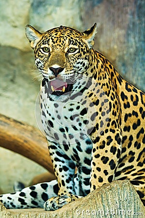 Jaguar