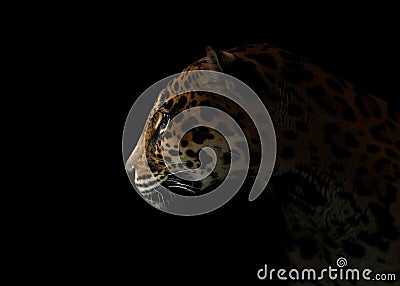 Jaguar ( Panthera onca ) in the dark