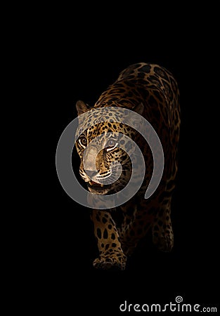 Jaguar ( panthera onca ) in the dark