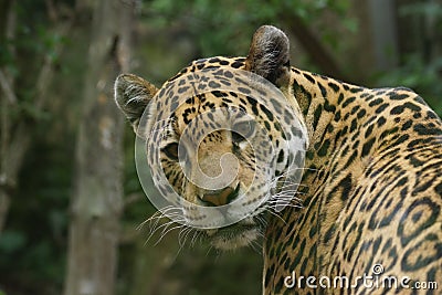 Jaguar - Panthera onca