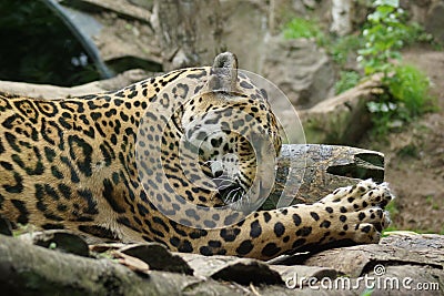 Jaguar - Panthera onca