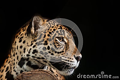 Jaguar portrait