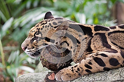 Jaguar Resting