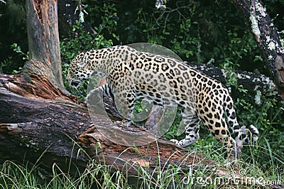 Jaguar Cats Climbing a Tree