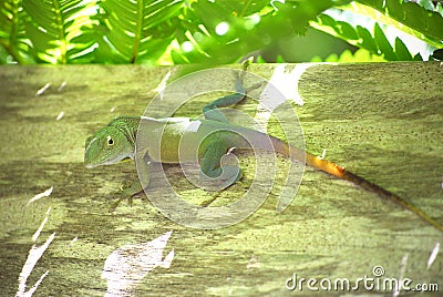 Jamaican Anole Lizard (Anolis grahami)